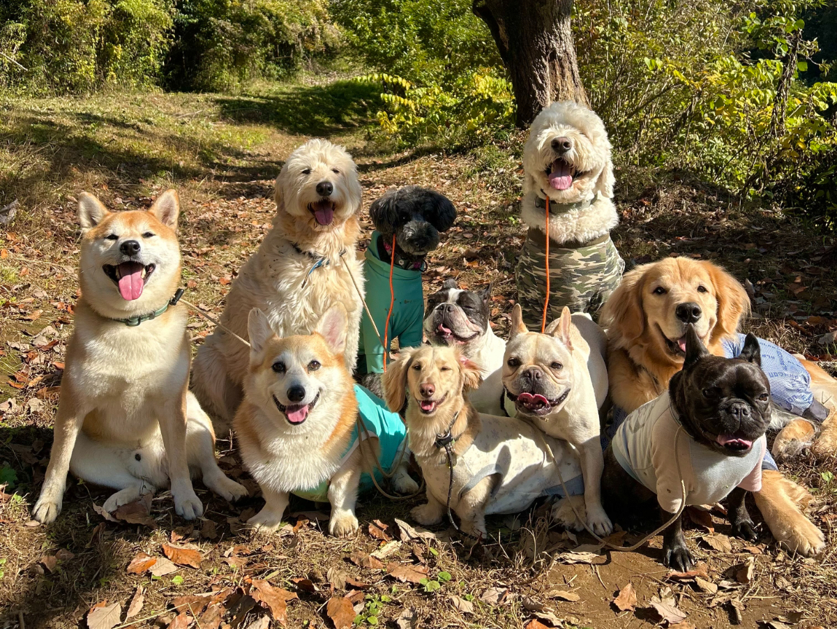 アクティビティ型犬の幼稚園「デイアクティブ」