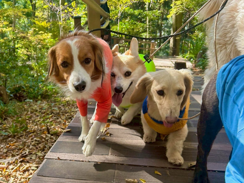 こんな飼い主さま・ワンちゃんにおすすめです