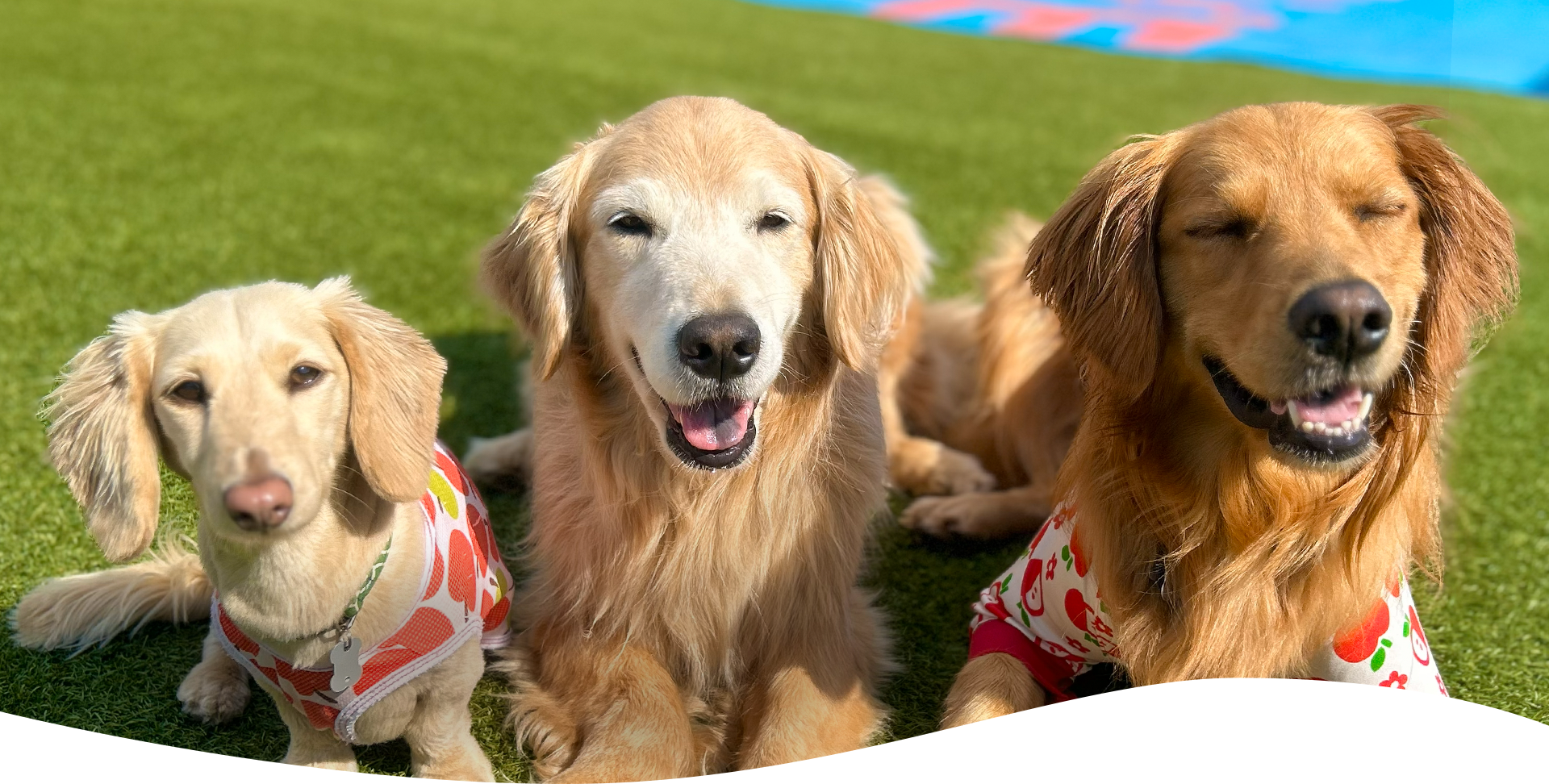 コンペルドッグトレーニングセンター