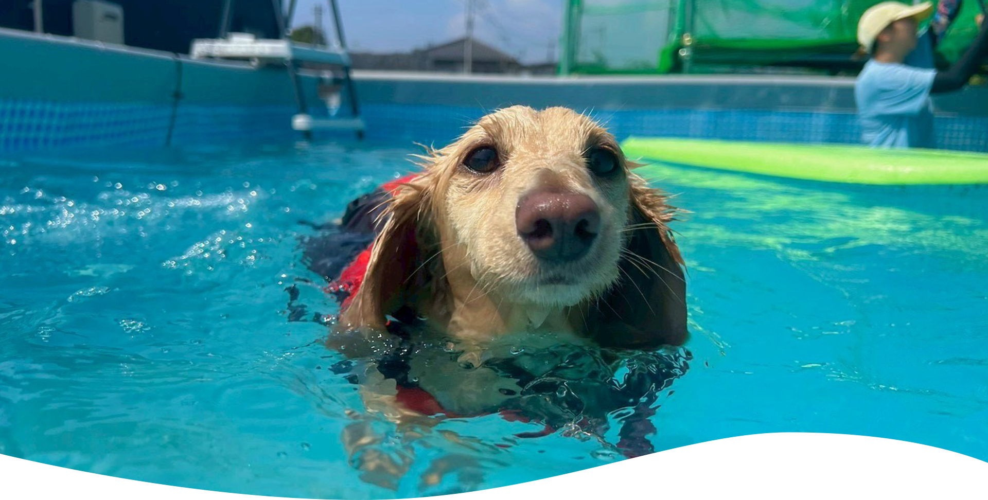 コンペルドッグトレーニングセンター