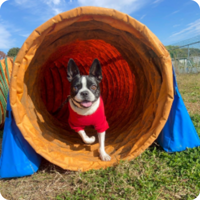 Day Active Care アクティビティ型犬の幼稚園