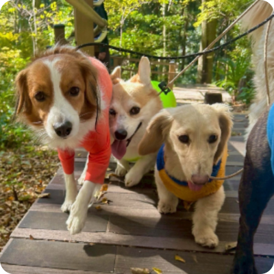 ay Active Care アクティビティ型犬の幼稚園