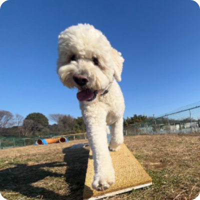 ay Active Care アクティビティ型犬の幼稚園