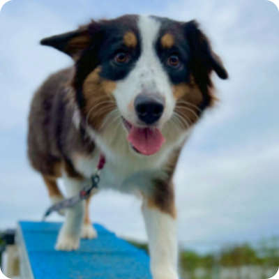 ay Active Care アクティビティ型犬の幼稚園