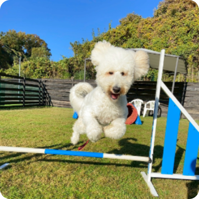 ay Active Care アクティビティ型犬の幼稚園