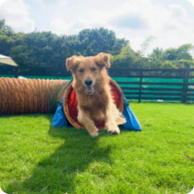 ay Active Care アクティビティ型犬の幼稚園