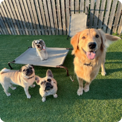 ay Active Care アクティビティ型犬の幼稚園