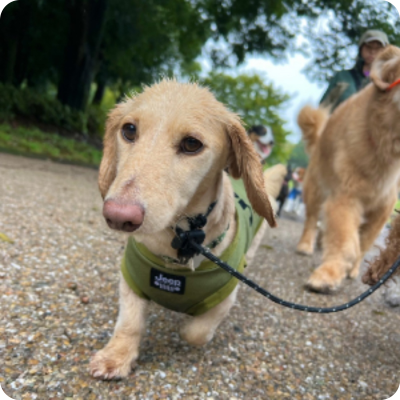 ay Active Care アクティビティ型犬の幼稚園