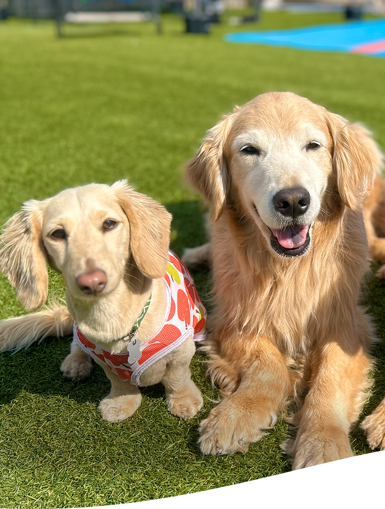 コンペルドッグトレーニングセンター