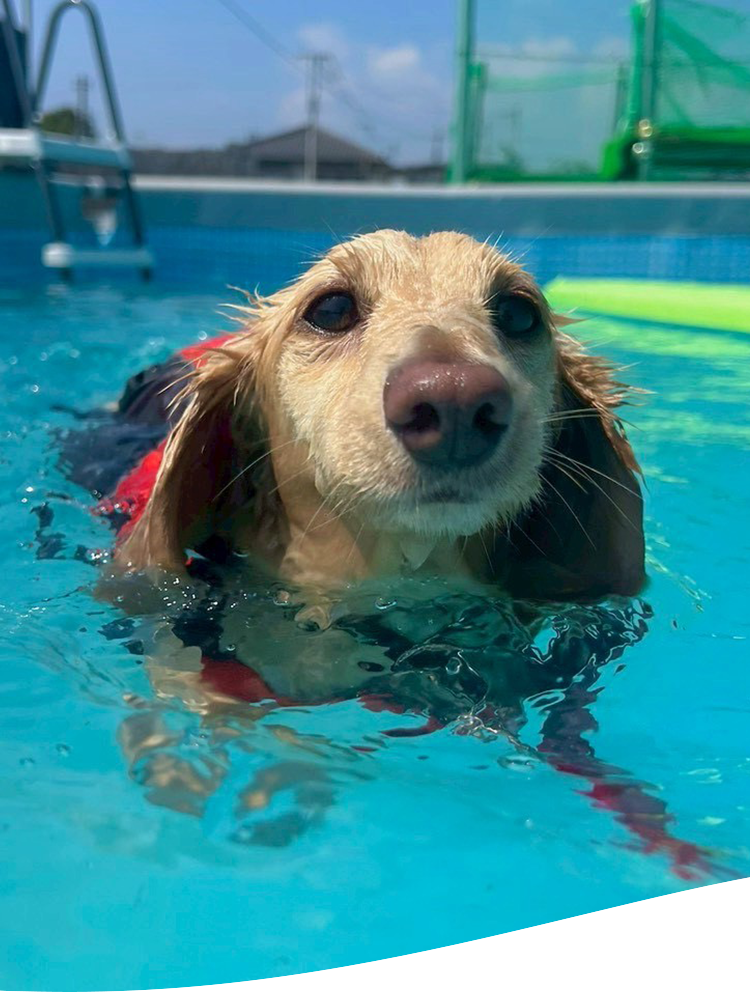 コンペルドッグトレーニングセンター