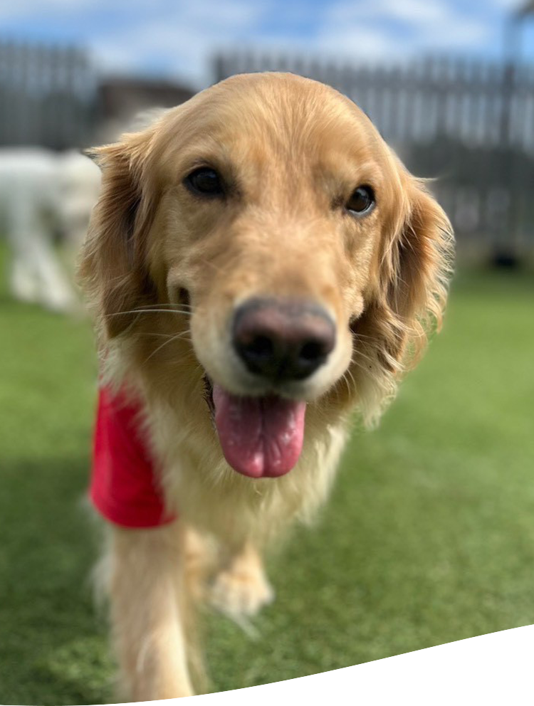 コンペルドッグトレーニングセンター