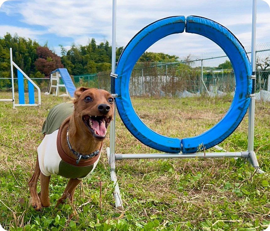 Training 問題行動修正